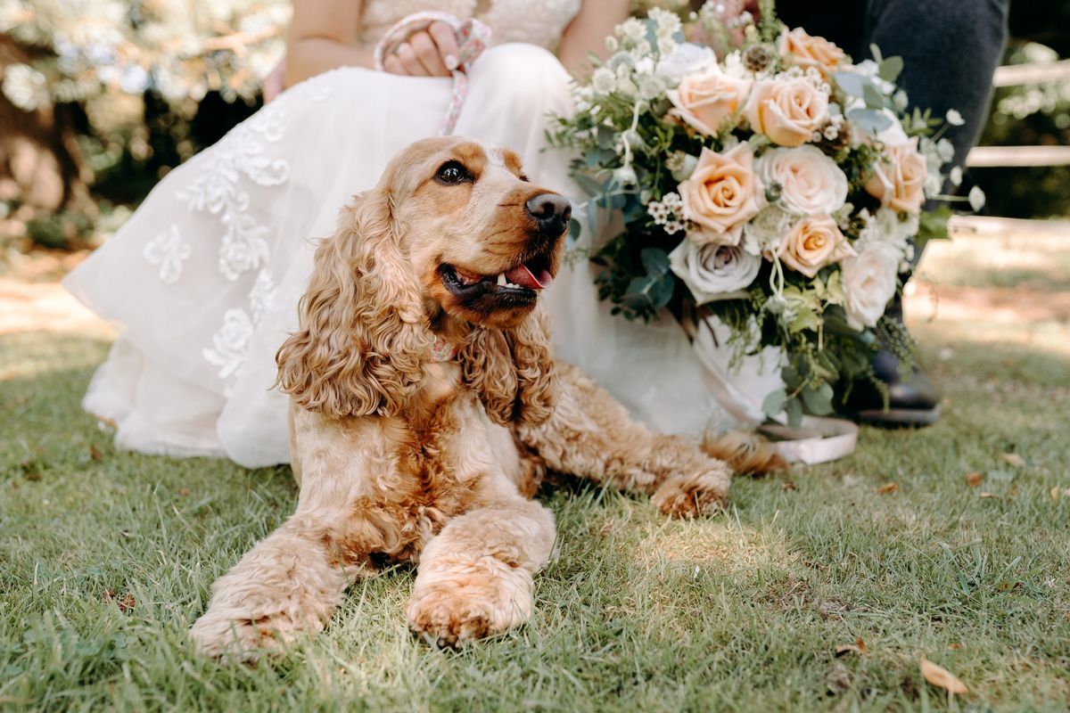 Golden Cocker Spaniel resting beside a bride’s wedding dress and bouquet