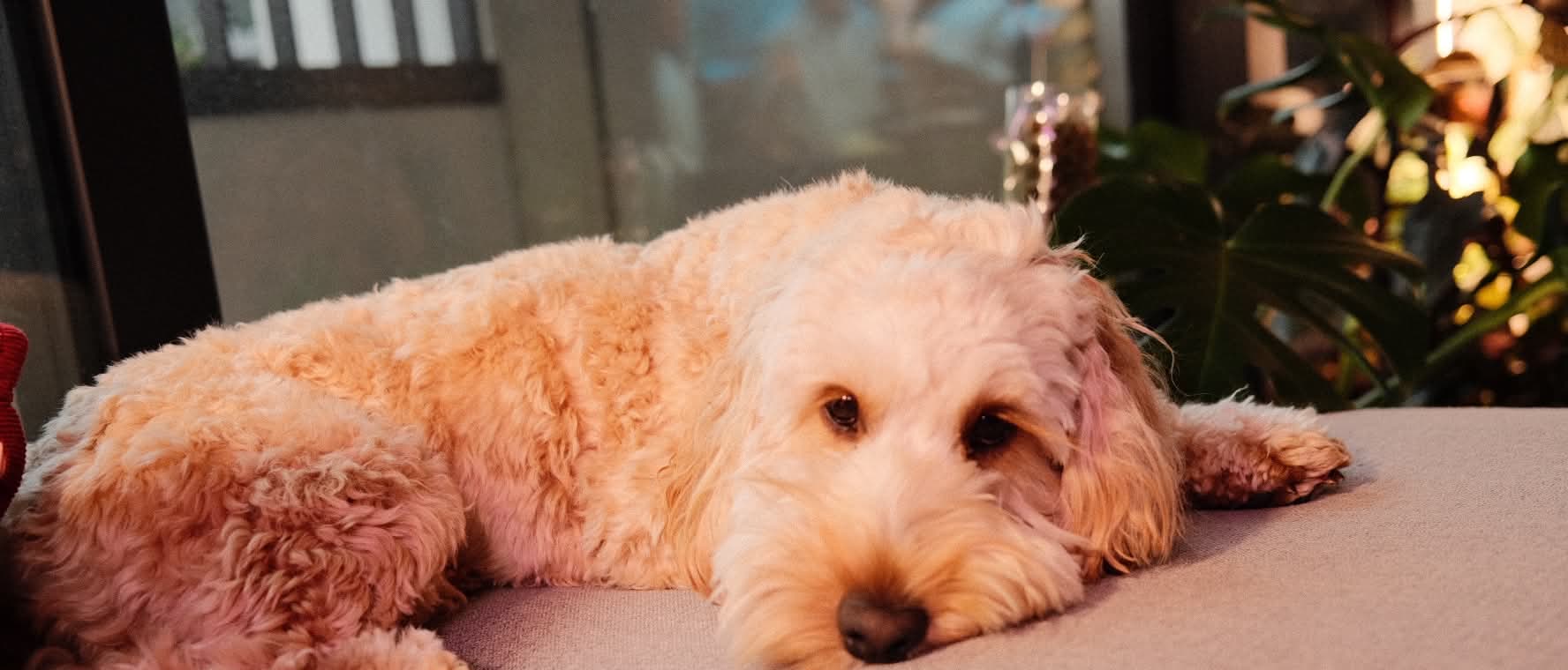 Cream-coloured poodle-mix dog resting its head on a soft cushion at home during boutique dog boarding in Melbourne